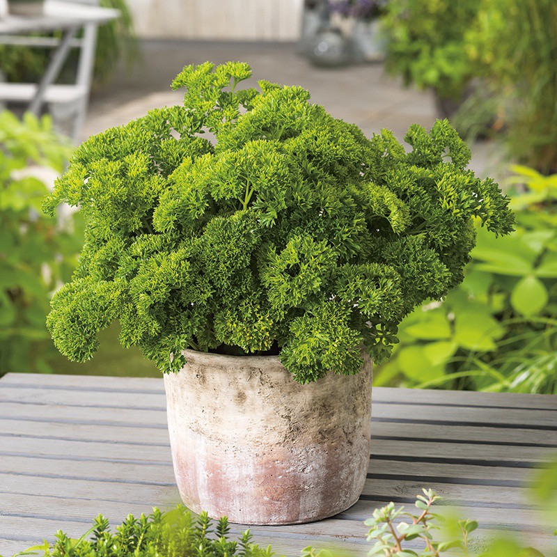 Benih Bibit Biji - Parsley Moss Curled 2 Herb Seeds - IMPORT