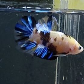 cupang yellow koi galaxy jantan