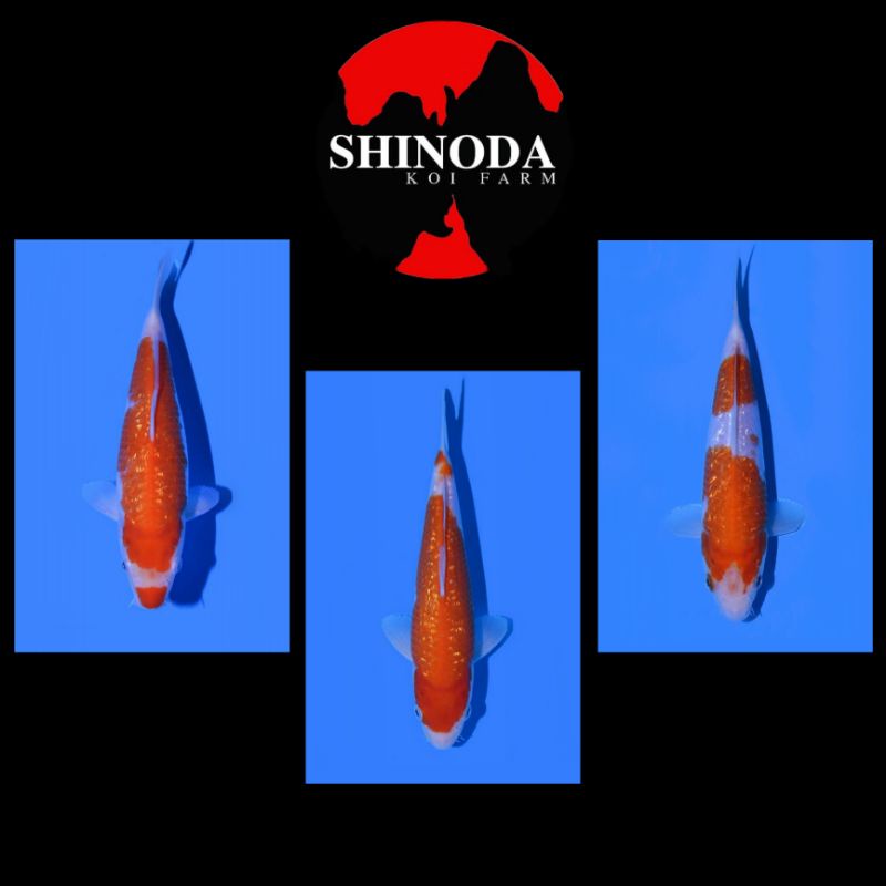 Koi Kohaku Ginrin 25BU Shinoda Farm Sertifikat Import Jepang