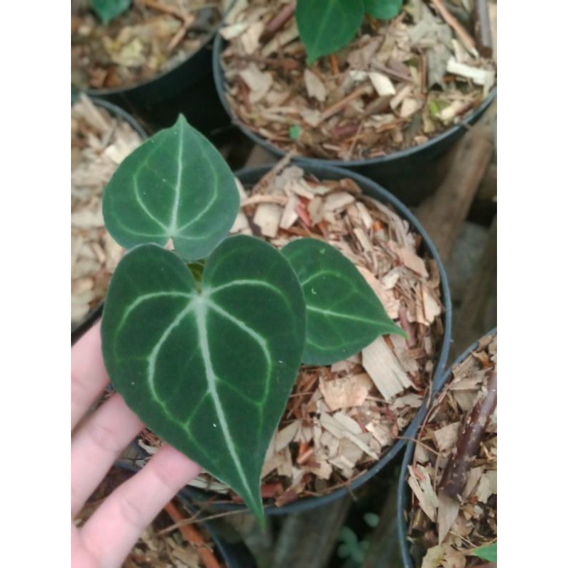 Kuping Gajah Tarantula (anthurium clarinervium)