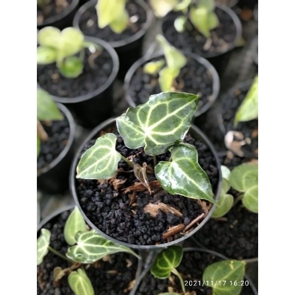 Anthurium Clarinervium x Pterodactyl batman