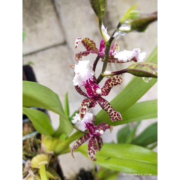 oncidium massai White