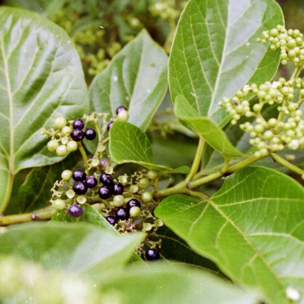 Daun Waung Segar Herbal (± 100 Lembar)