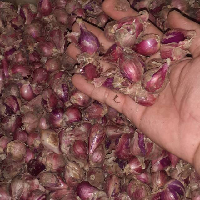 

Bawang merah brebes