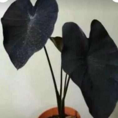 

kladi black mejik