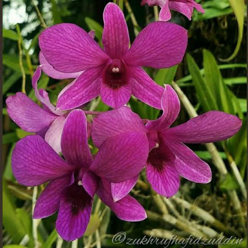 Anggrek Dendrobium Bantimurung Siap Bunga | Anggrek Bunga Cantik