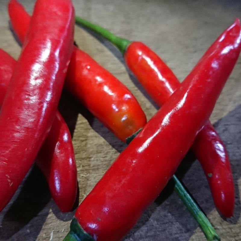 

Cabai Merah Besar