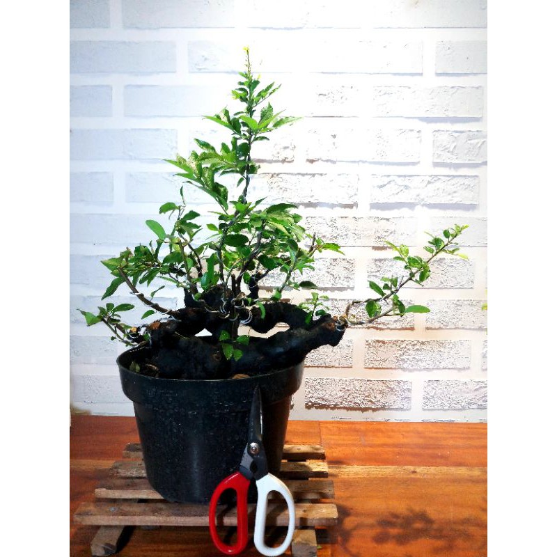 Bonsai Mustam Buah