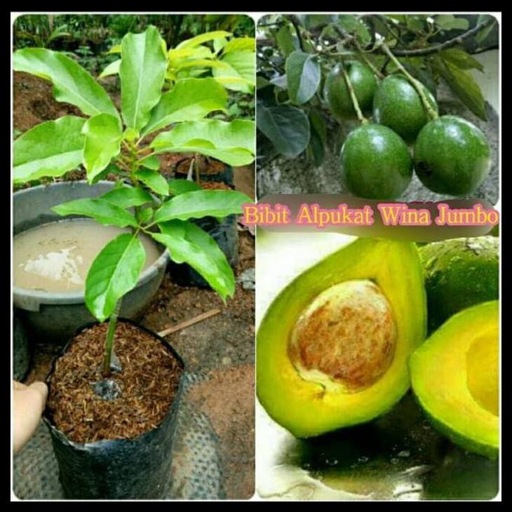 BIBIT TANAMAN POHON ALPUKAT WINA BIBIT ALPUKAT WINA OKULASI