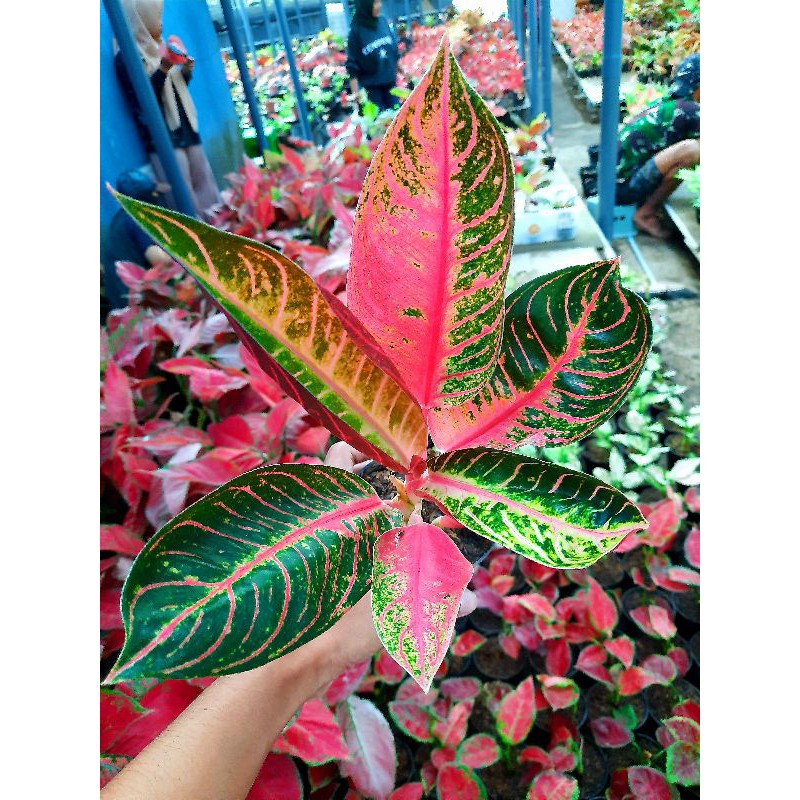 Tanaman hias bunga aglaonema pride of sumatra mutasi