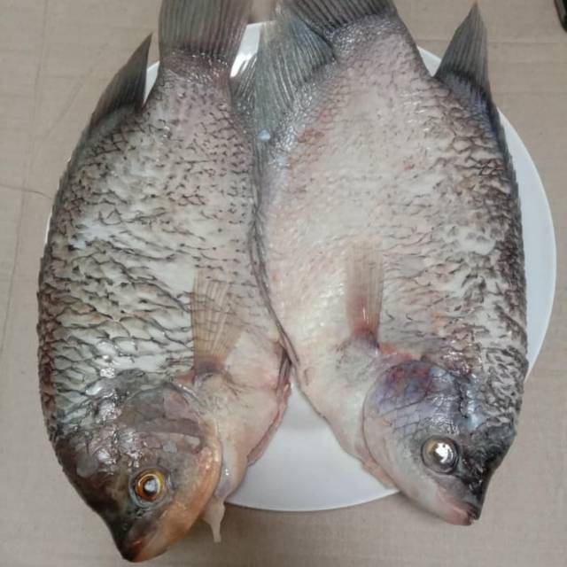 

Ikan Gurame