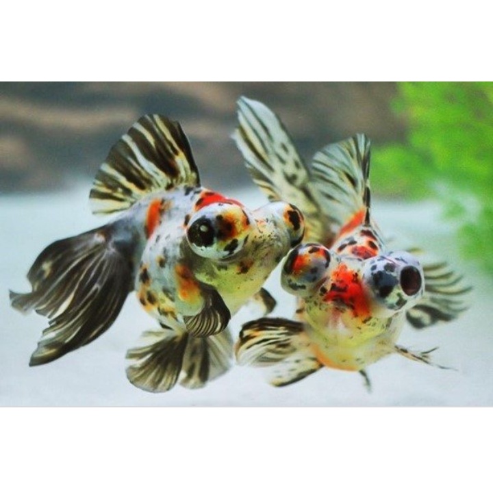 koki calico tekin ikan hias aquascape aquarium