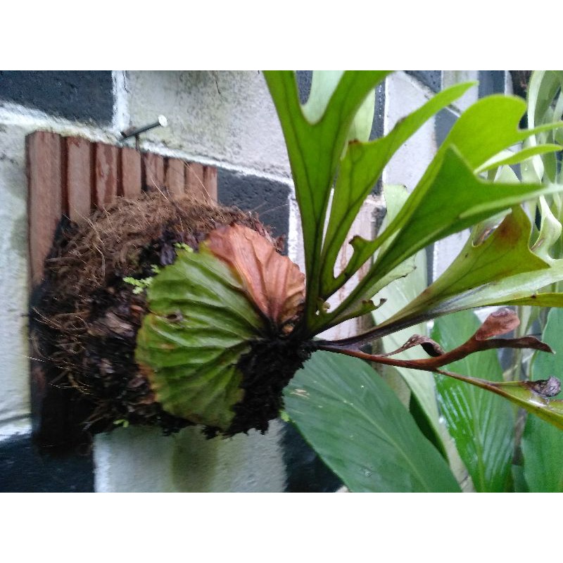 REAL PLANT 2 | PLATYCERIUM RIDLEYII | PAKU TANDUK RUSA | TANDUK RUSA KALIMANTAN