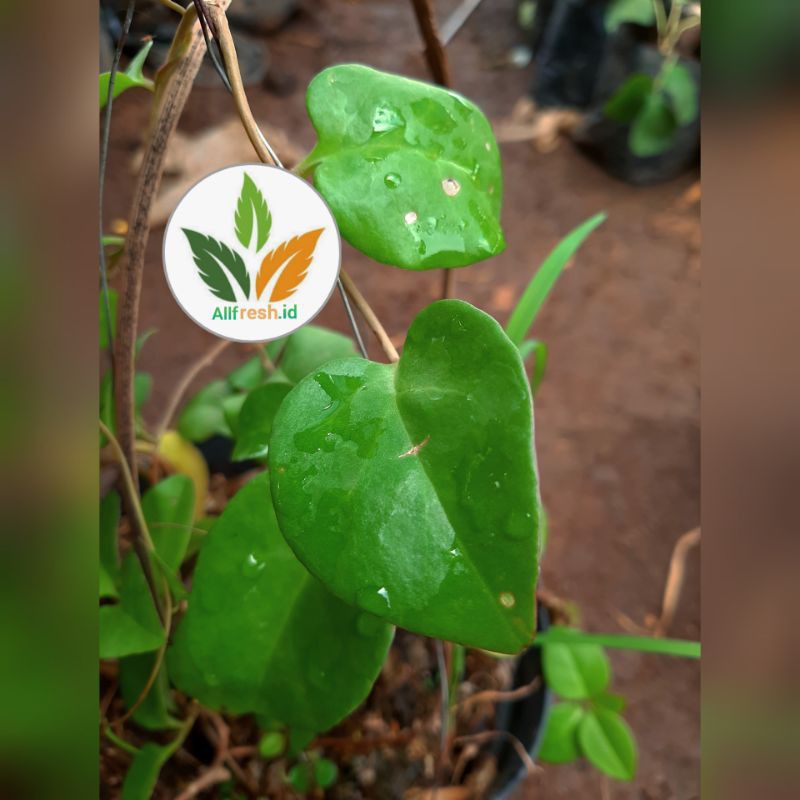 bibit tanaman binahong / daun binahong herbal