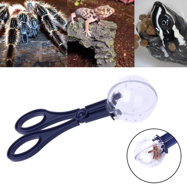 Reptile Terrarium Spider Cricket Clamp Aquarium Litter Feeding