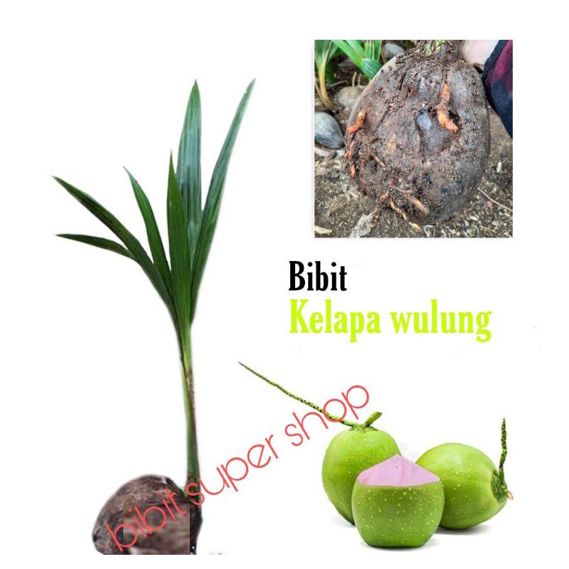 bibit kelapa Wulung asli akar merah genjah