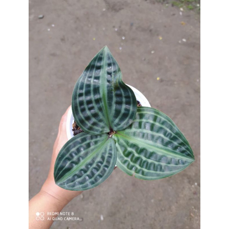 tanaman hias indoor  pacing kura