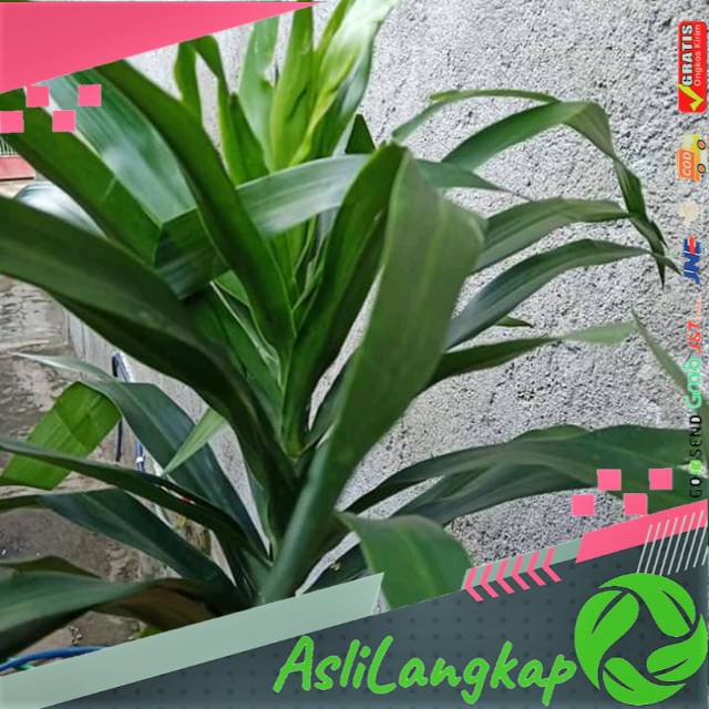 

Daun suji segar(250gram)
