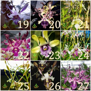 Seedling Anggrek  Dendrobium  Bunga  melintir keriting  