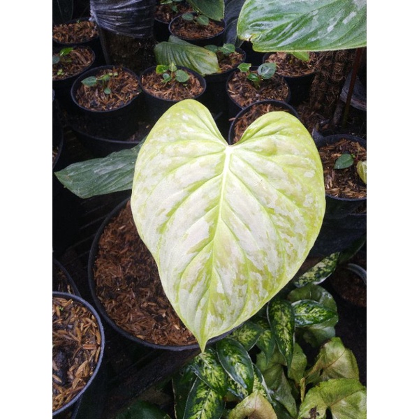 philodendron majestic