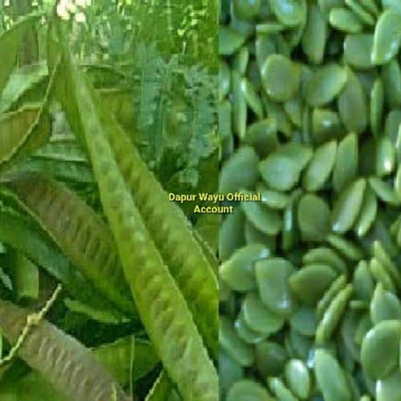 

Pete Cina / Lamtoro Jawa Siap olah untuk kebutuhan Masak