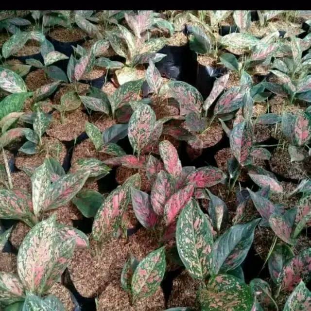 aglonema venus - aglaonema Venus - aglaonema - aglonema - bibit aglaonema