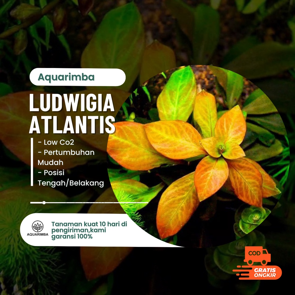 ludwigia atlantis ( tanaman aquascape tanpa co2 )