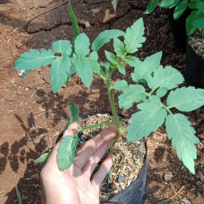 tanaman tomat/bibit pohon tomat/pohon tomat merah