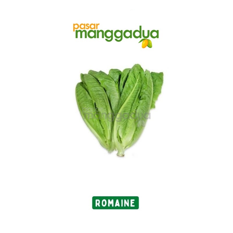 

Selada Romaine Per Kg / Produk Musiman