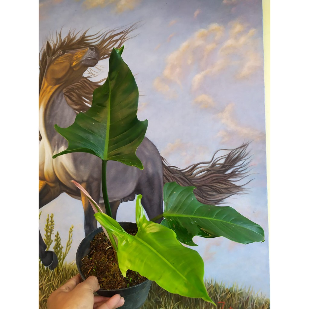 Tanaman hias philodendron ecuadorian canoe