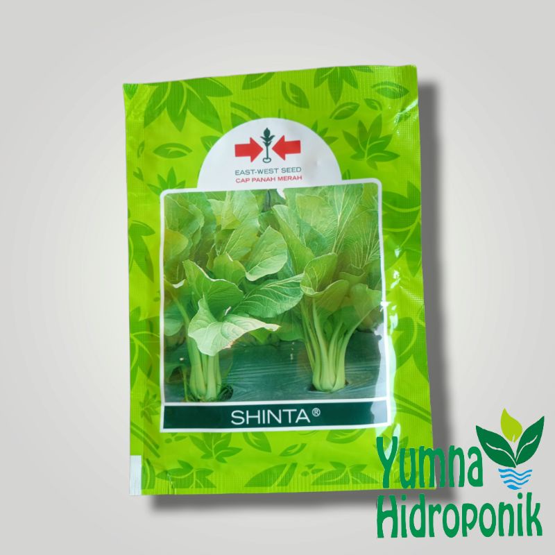 Benih Sawi Shinta / Sawi bakso / sawi Hijau