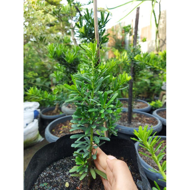 BIBIT LOHANSUNG CINCUAN