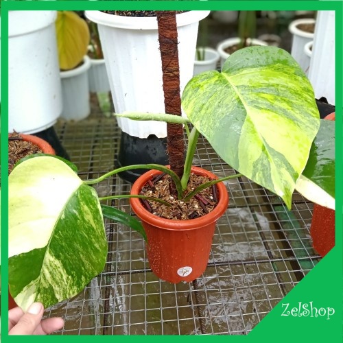 Monstera Marmorata Variegata / Monstera Marmo Varigata / Monstera Marmo Ori / Monstera Aurea Yellow