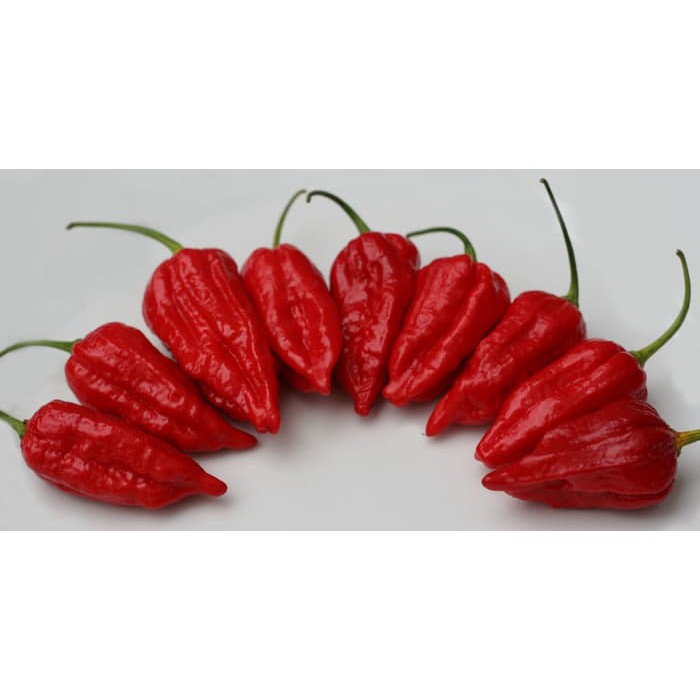 

Bibit Benih Seeds Dorset Naga Pepper Naga Morich Hot Pepper Limited