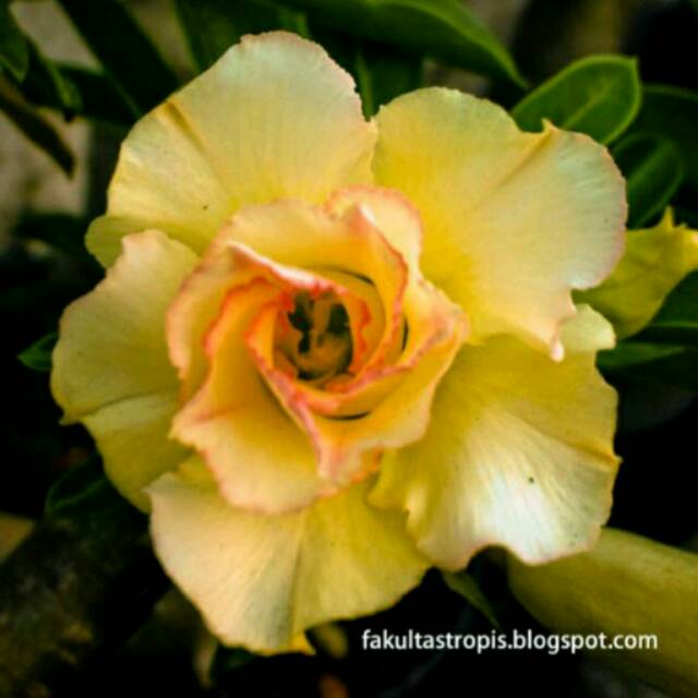 Bibit Bunga Kamboja Jepang Triple Kuning