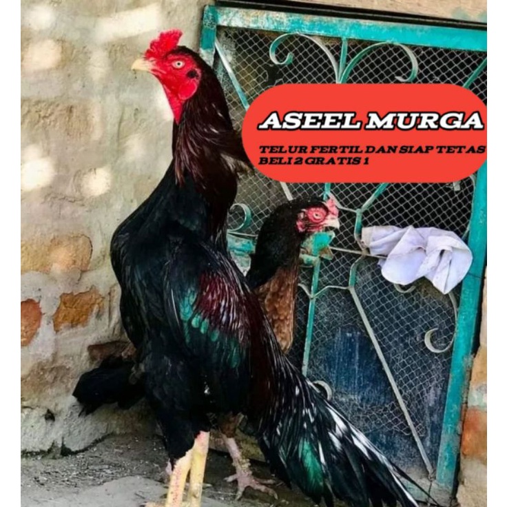 telur ayam bangkok aseel murga