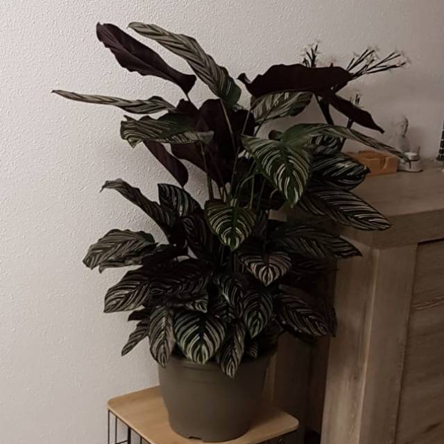 tije123