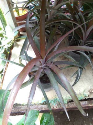 TANAMAN HIAS NANAS MERAH