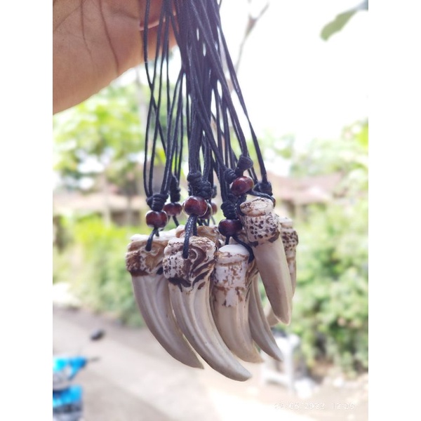 KALUNG TARING BABI