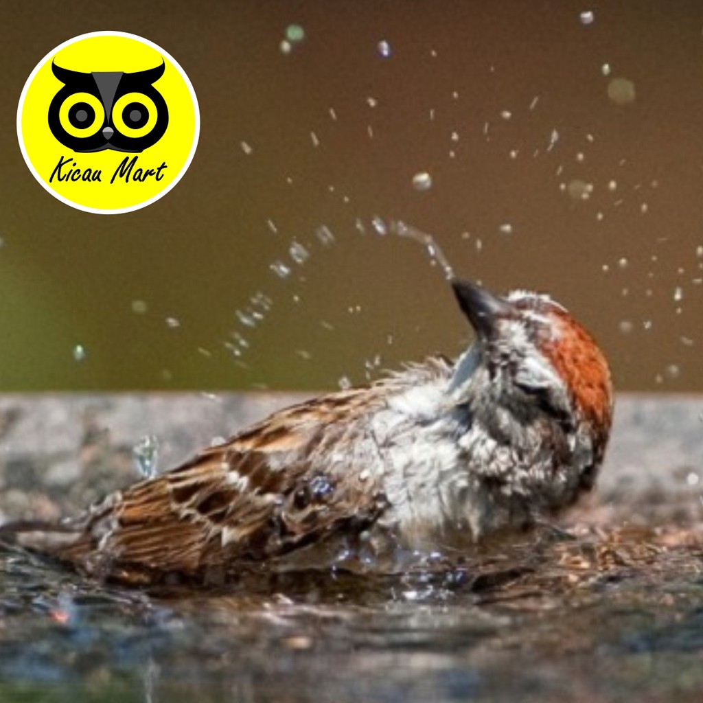 CEPUK MANDI OVAL PERSEGI WADAH TEMPAT KERAMBA MANDI UNTUK BURUNG LOVEBIRD KENARI MURAI KACER CPMLB