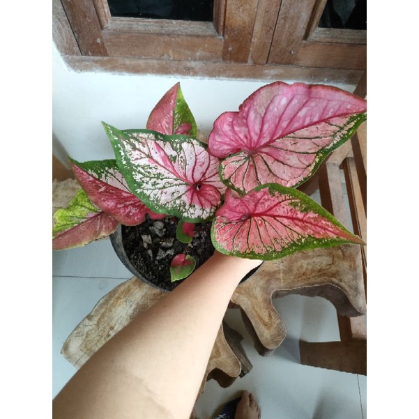 caladium red clone rumpun