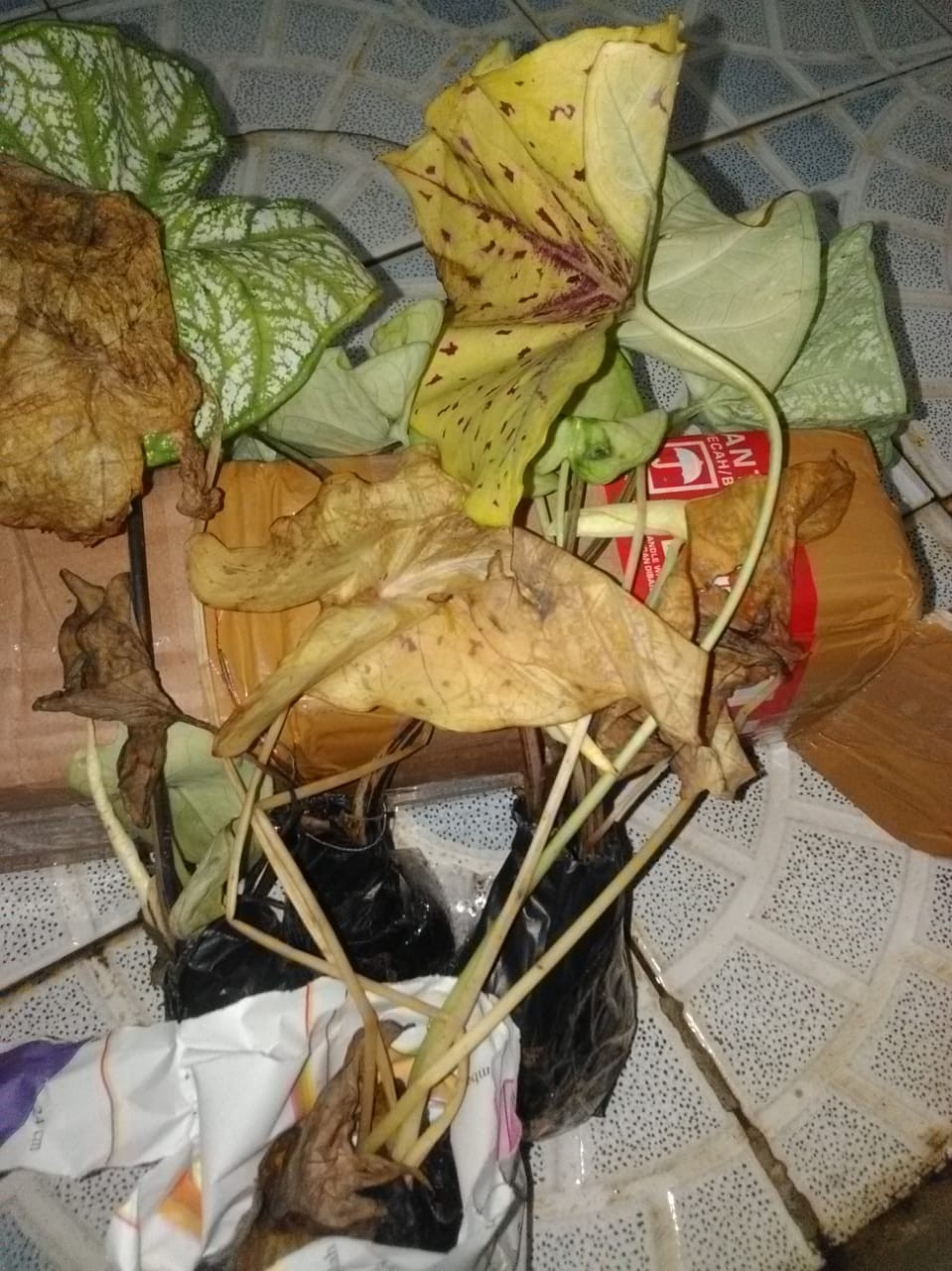 Tanaman Hias Caladium Bercak Merah Keladi Bercak Darah Garis Putih