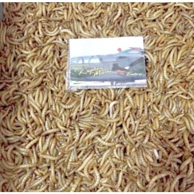 ULAT HONGKONG ORGANIK HIDUP 1 KG