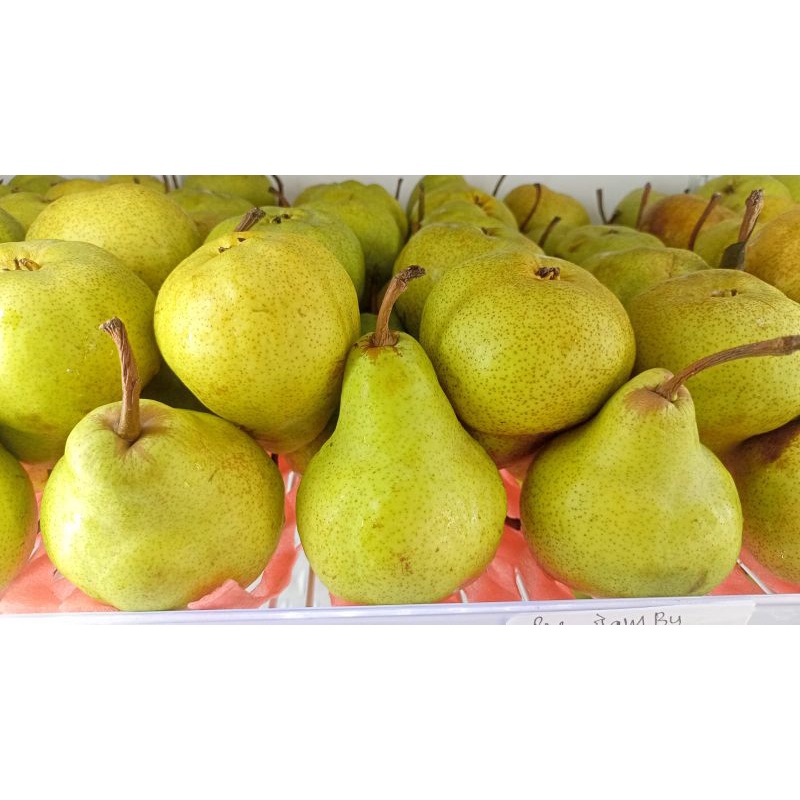 

BUAH PIR JAMBU FRESH per 500gram