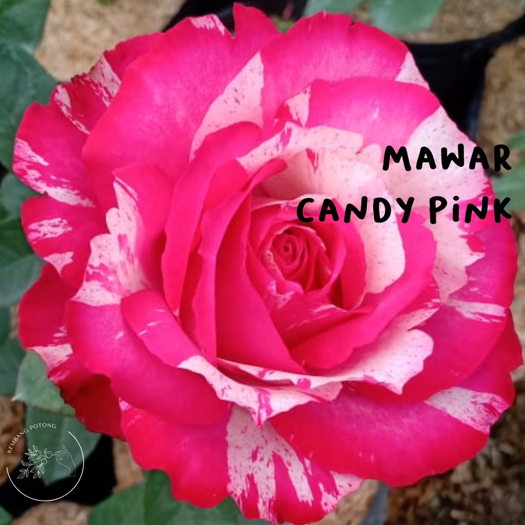 BIBIT mawar MURAH warna CANDY PINK sudah BERBUNGA/KUNCUP  (bukan bunga potong)