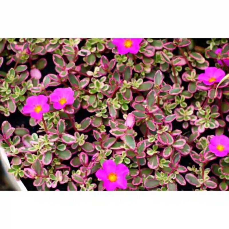 [VARIEGATA] KROKOT PORTULACA PINK RIMBUN BERBUNGA  |COD| SIPER BESAR PROMO TANAMAN HIAS HIDUP ASL