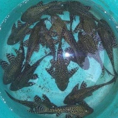 Ikan sapu sapu hitam 10-14cm