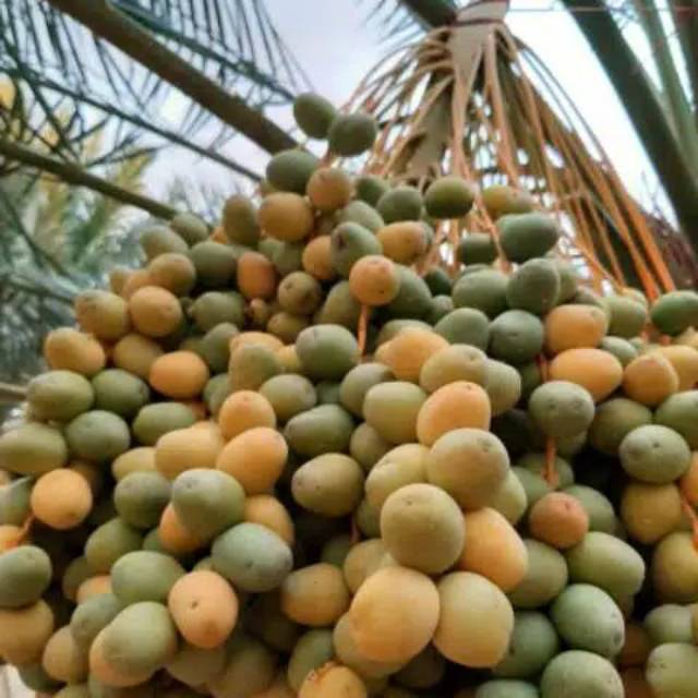 

500gr kurma muda fress segar bukan frozen