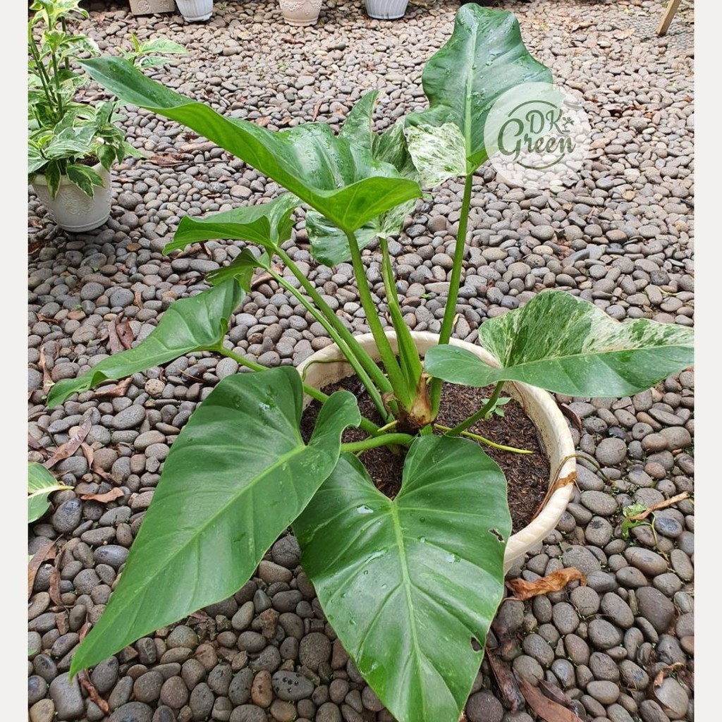 Tanaman Philodendron Marble Varigata