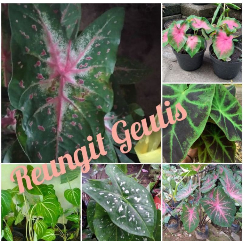 Paket umbi 6 jenis keladi populer